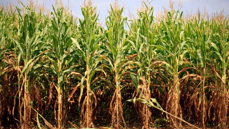 Portofoliu agricol premium 3.000 HA Sudul Romaniei oportunitate investitionala